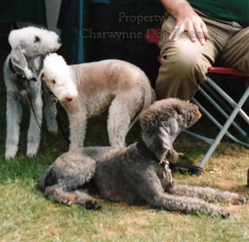 Liver sales bedlington terrier